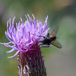 Cirsium arvense Blomst