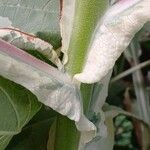 Nicotiana tomentosa Bark