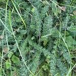 Cirsium acaulon Hoja