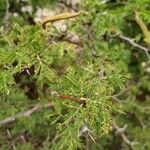 Acacia tortuosa Листок