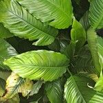 Spathiphyllum blandum List