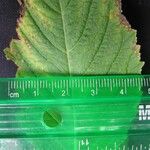 Klaprothia fasciculata Leaf