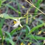 Chlorophytum zavattarii Λουλούδι