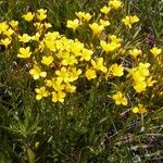 Linum flavum Kukka