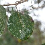 Cordia africana Foglia