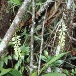 Calanthe balansae Habit