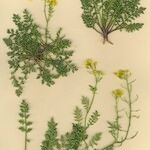 Sisymbrella aspera Hábito