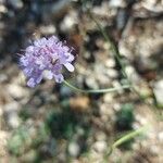 Scabiosa triandra Blomma