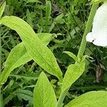 Digitalis grandiflora Ліст