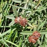 Trifolium alpestre Плід