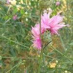 Mantisalca salmantica Flower