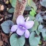 Viola labradorica 花