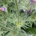 Pulsatilla vulgaris Leaf