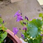 Campanula portenschlagiana花