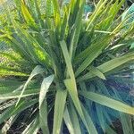 Yucca flaccida Fulla