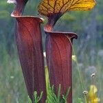 Sarracenia flava Likasa