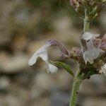 Nepeta nepetella その他の提案