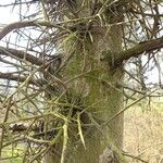 Gleditsia sinensis Bark