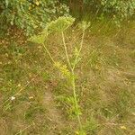 Selinum carvifolia 形態
