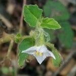 Solanum physalifolium Květ