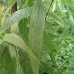 Chasmanthium latifolium Foglia