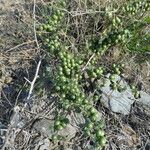 Asparagus acutifolius Hábitos