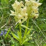 Dactylorhiza sambucinaBlüte