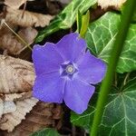 Vinca minorFlower