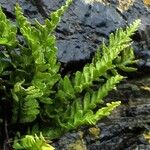 Asplenium marinum Leaf