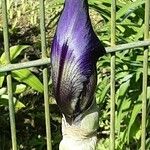 Iris pumila Fiore