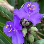 Tradescantia gigantea Цвят