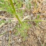 Adonis flammea Leaf