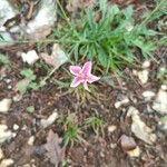 Krameria lanceolata Flower