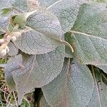 Verbascum densiflorum Blatt