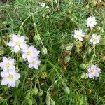 Spergularia rupicola Flower