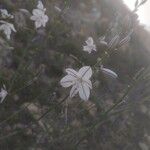 Asphodelus fistulosus 花