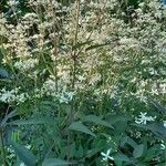 Clematis recta Libunga