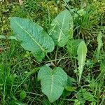 Rumex × acutus Habit