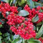 Pyracantha coccinea 果