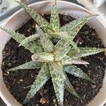 Aloe rauhii Лист