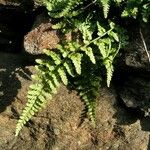 Asplenium foreziense Fuelha