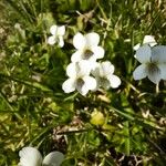 Viola blanda Λουλούδι