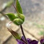 Aquilegia atrata Fruit