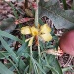 Hoffmannseggia glauca Flower