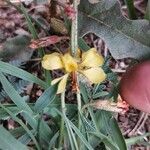 Hoffmannseggia glauca Flower