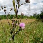 Cirsium arvenseLorea