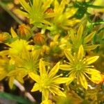 Sedum amplexicaule പുഷ്പം