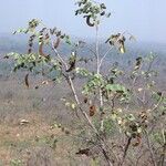 Piliostigma thonningii Συνήθη χαρακτηριστικά