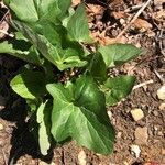 Arnoglossum atriplicifolium Leaf