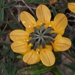 Hippocrepis scorpioides Floare